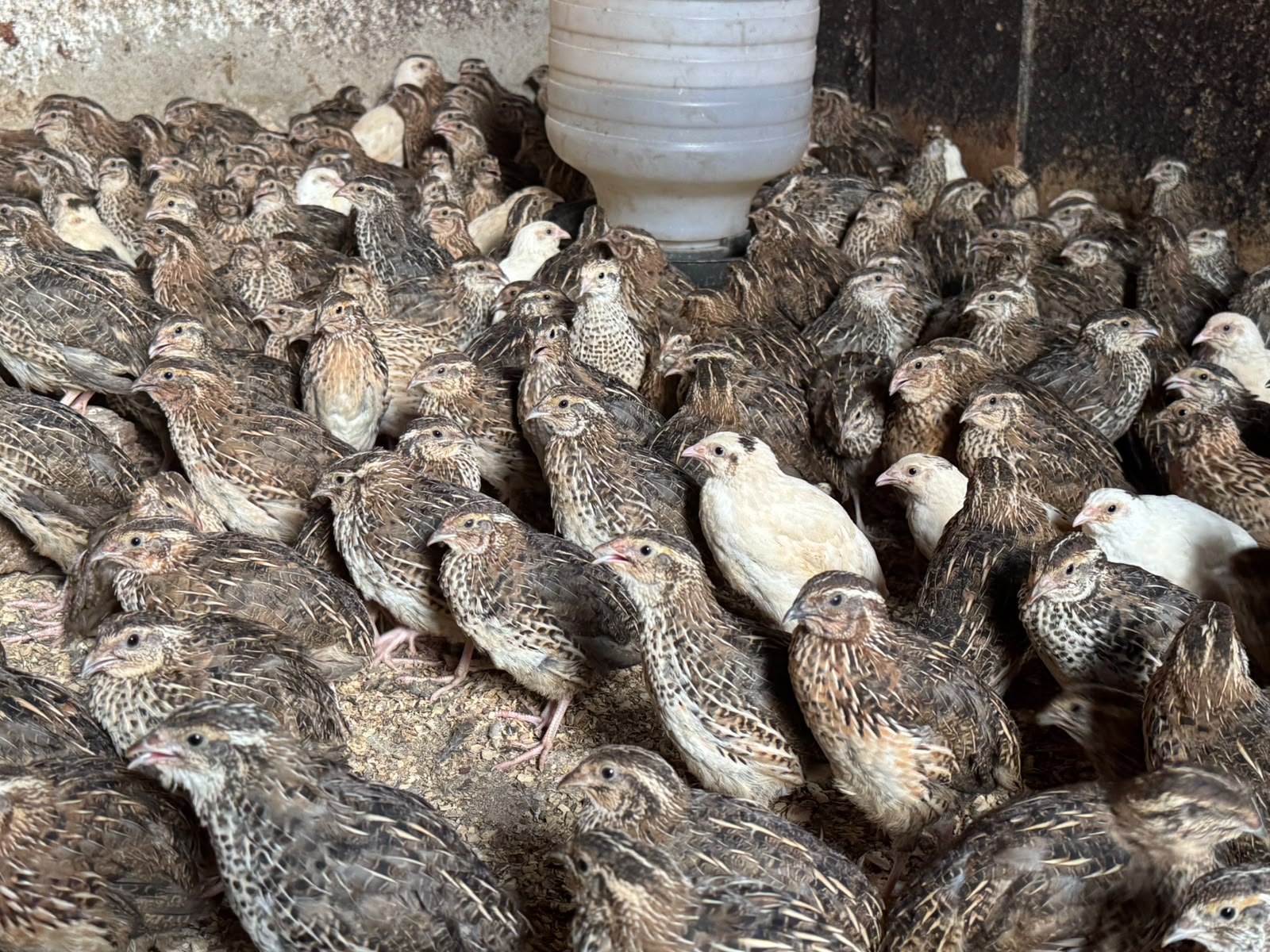 quail-breeder-pair